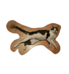 CAT Kiwi chill（個別スタンプ：15）