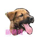 My Minnie DOG Baby（個別スタンプ：1）