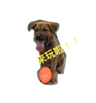 My Minnie DOG Baby（個別スタンプ：6）