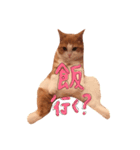 立ち耳スコ たま美  2（個別スタンプ：5）