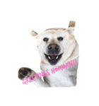 Doggos（個別スタンプ：3）