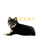 我が家の仁さん（個別スタンプ：6）