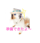 くぅちゃんとココちゃん1（個別スタンプ：1）