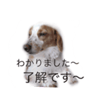 くぅちゃんとココちゃん1（個別スタンプ：2）