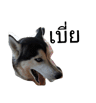 SillyDog（個別スタンプ：1）