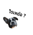 SillyDog（個別スタンプ：3）