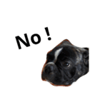 SillyDog（個別スタンプ：4）