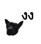 SillyDog（個別スタンプ：6）