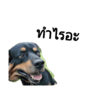 SillyDog（個別スタンプ：8）