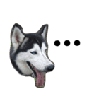 SillyDog（個別スタンプ：9）