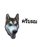 SillyDog（個別スタンプ：10）