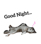 SillyDog（個別スタンプ：12）