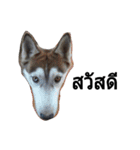 SillyDog（個別スタンプ：13）