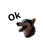 SillyDog（個別スタンプ：14）