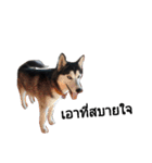 SillyDog（個別スタンプ：15）