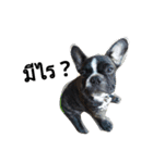 SillyDog（個別スタンプ：16）