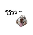 SillyDog（個別スタンプ：20）
