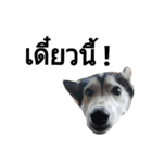 SillyDog（個別スタンプ：21）