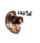 SillyDog（個別スタンプ：24）