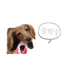 フルールスタンプ（個別スタンプ：4）