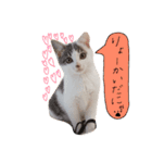 我が家のよちゅ（個別スタンプ：3）