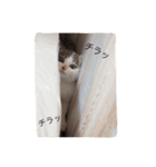 我が家のよちゅ（個別スタンプ：12）