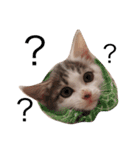我が家のよちゅ（個別スタンプ：14）
