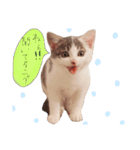 我が家のよちゅ（個別スタンプ：15）
