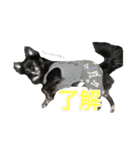 ちわわのころぶぅ（個別スタンプ：1）