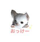 ちわわのころぶぅ（個別スタンプ：2）