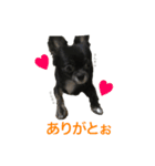 ちわわのころぶぅ（個別スタンプ：6）