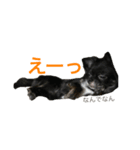 ちわわのころぶぅ（個別スタンプ：7）