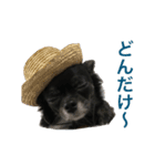 ちわわのころぶぅ（個別スタンプ：10）