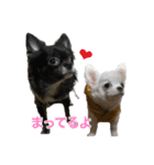ちわわのころぶぅ（個別スタンプ：13）