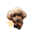 #もこみちさん。1（個別スタンプ：12）