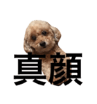 #もこみちさん。1（個別スタンプ：16）