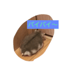 ハムスター日常（個別スタンプ：5）