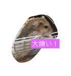 ハムスター日常（個別スタンプ：8）