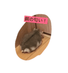 ハムスター日常（個別スタンプ：10）