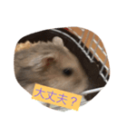 ハムスター日常（個別スタンプ：11）