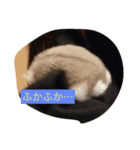 ハムスター日常（個別スタンプ：12）