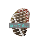 ハムスター日常（個別スタンプ：13）