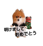 犬のコスプレ（個別スタンプ：1）