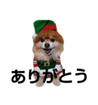 犬のコスプレ（個別スタンプ：3）