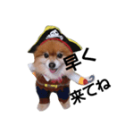 犬のコスプレ（個別スタンプ：4）