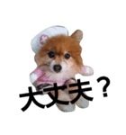 犬のコスプレ（個別スタンプ：5）