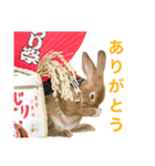 ウサギのくるみ（個別スタンプ：7）