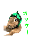 ウサギのくるみ（個別スタンプ：10）