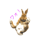 ウサギのくるみ（個別スタンプ：11）