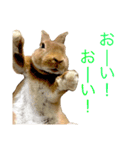 ウサギのくるみ（個別スタンプ：16）